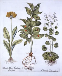 Hippoglossum, Schlüsselblume und Sanikel, aus Hortus Eystettensis, von Basil Besler, 1613